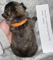 Orangie Girl , a female French Bulldog for sale in Topeka, KS – Photo 3 of 3