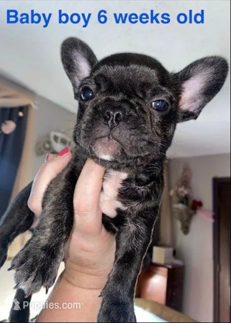 Blue Collar Male, a male French Bulldog for sale in Topeka, KS – Photo 7 of 8