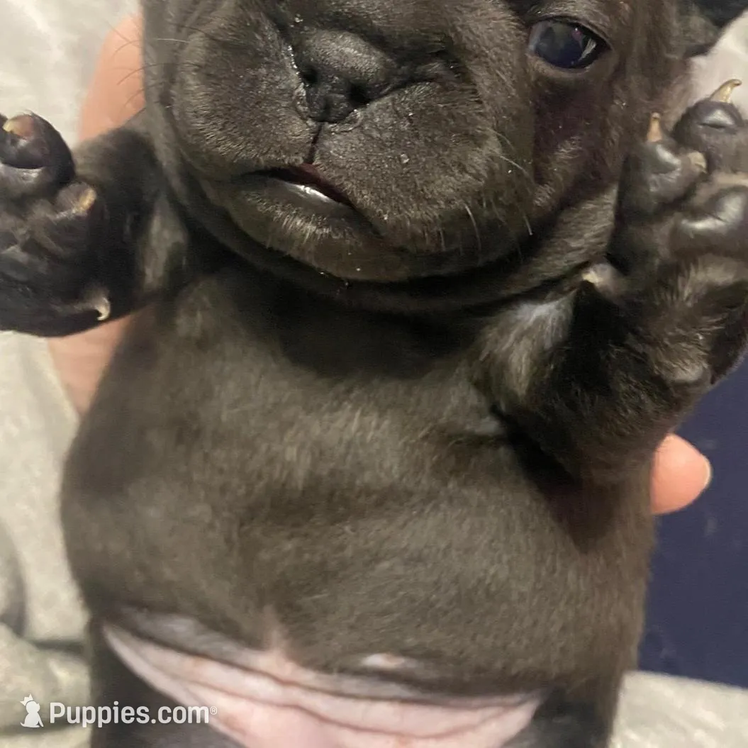 Greenie Girl , a female French Bulldog for sale in Topeka, KS – Photo 2 of 4