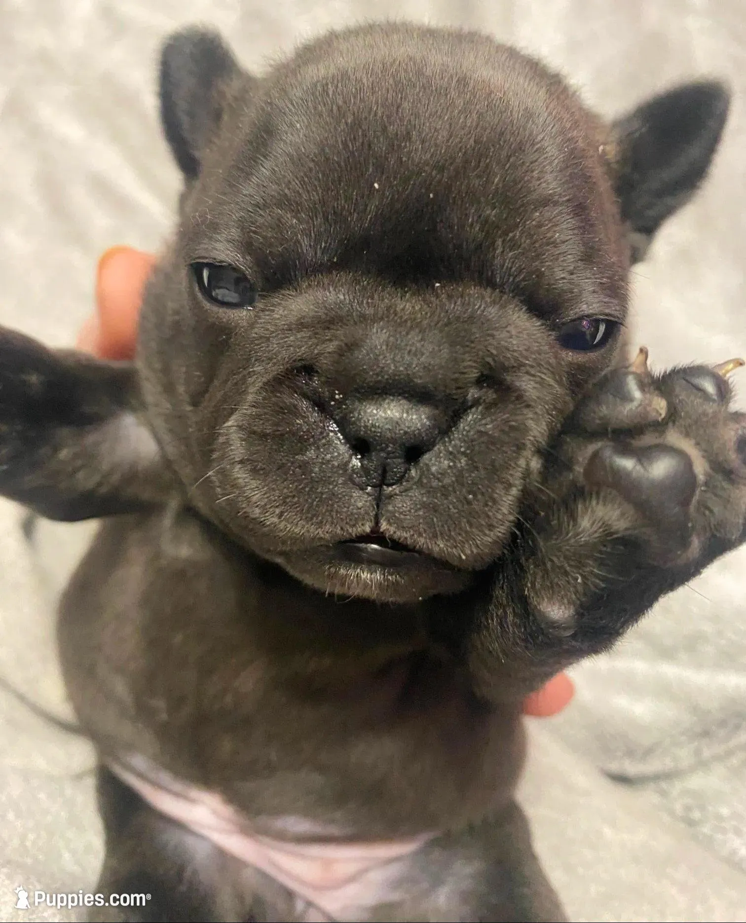 Greenie Girl , a female French Bulldog for sale in Topeka, KS – Photo 4 of 4