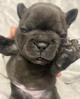 Greenie Girl , a female French Bulldog for sale in Topeka, KS – Photo 4 of 4