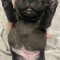 Greenie Girl , a female French Bulldog for sale in Topeka, KS – Photo 3 of 4