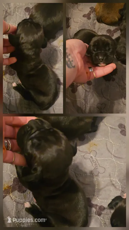 Male 4, a male Boxer for sale in Nevada, MO – 1 of 1
