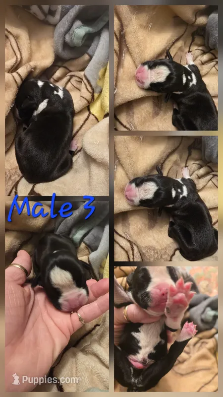 Male 3 – Boxer puppy for sale in Nevada, MO