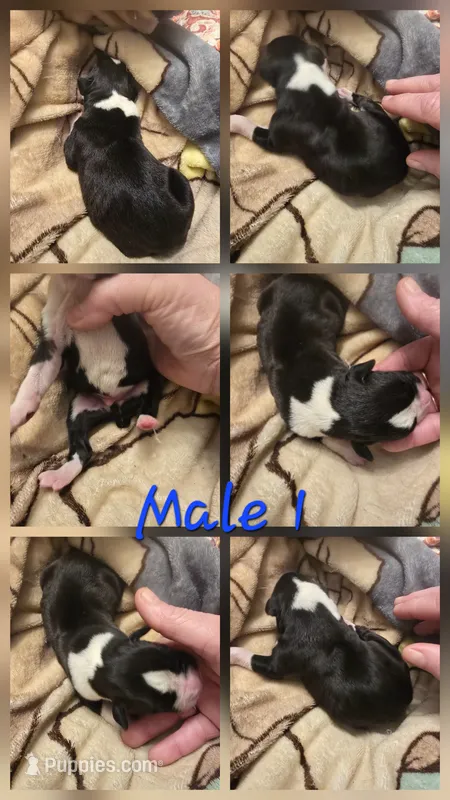 Male 1 – Boxer puppy for sale in Nevada, MO