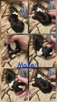 Male 1, a male Boxer for sale in Nevada, MO – 1 of 1