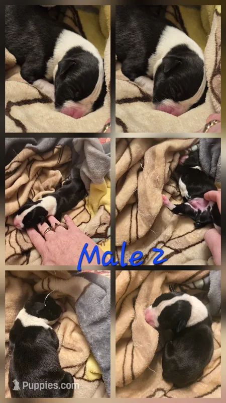 Male 2 – Boxer puppy for sale in Nevada, MO