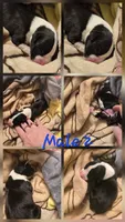 Male 2, a male Boxer for sale in Nevada, MO – 1 of 4