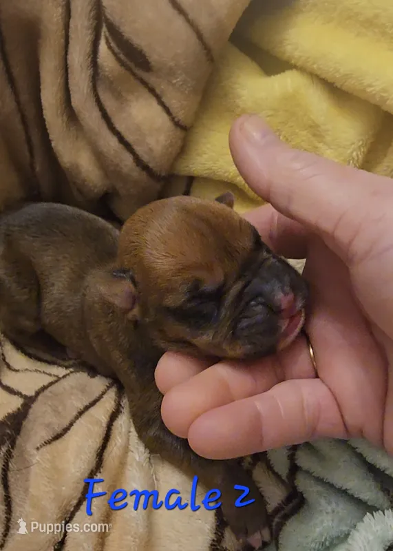 Female – Boxer puppy for sale in Nevada, MO