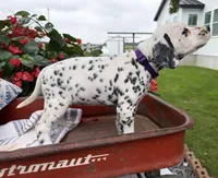 Dolly, a female Dalmatian for sale in New Haven, IN – 3 of 3