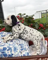 Dolly, a female Dalmatian for sale in New Haven, IN – 2 of 3