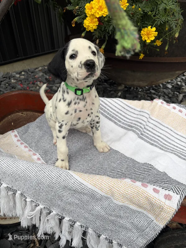Cutie – Dalmatian puppy for sale in New Haven, IN