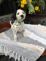 Cutie, a female Dalmatian for sale in New Haven, IN – 1 of 3