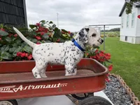 Pirate, a male Dalmatian for sale in New Haven, IN – 2 of 3