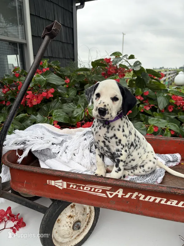 Dolly – Dalmatian puppy for sale in New Haven, IN