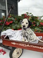 Dolly, a female Dalmatian for sale in New Haven, IN – 1 of 3