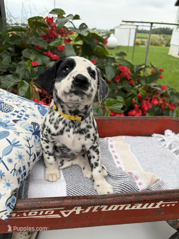 Patches – Dalmatian puppy for sale in New Haven, IN