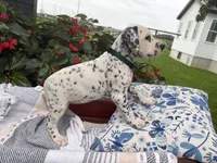Flower, a female Dalmatian for sale in New Haven, IN – 3 of 3
