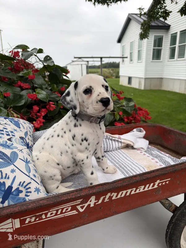 Tinker – Dalmatian puppy for sale in New Haven, IN