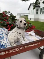 Tinker, a female Dalmatian for sale in New Haven, IN – 1 of 3