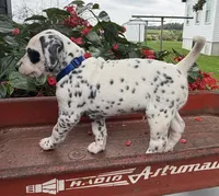 Pirate, a male Dalmatian for sale in New Haven, IN – 3 of 3