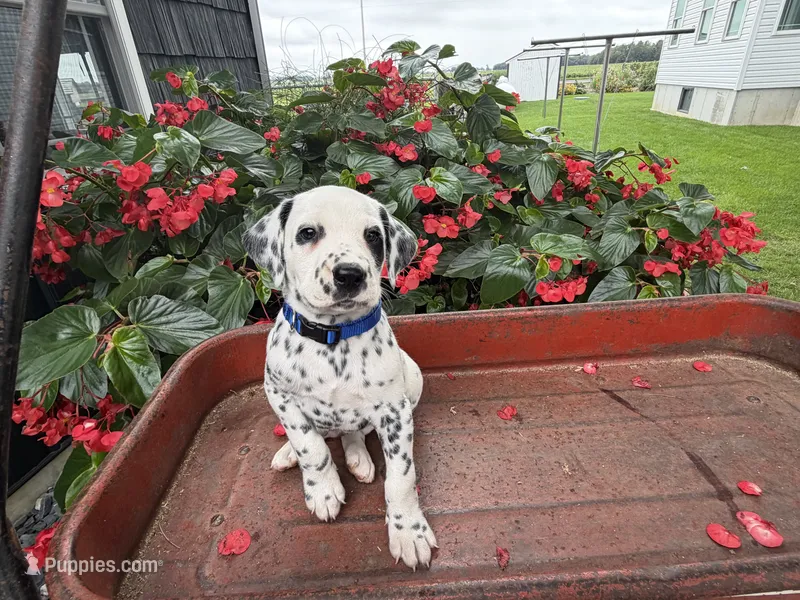 Pirate – Dalmatian puppy for sale in New Haven, IN