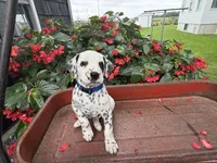 Pirate, a male Dalmatian for sale in New Haven, IN – 1 of 3