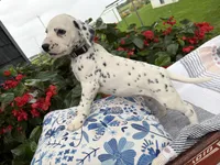 Tinker, a female Dalmatian for sale in New Haven, IN – 3 of 3