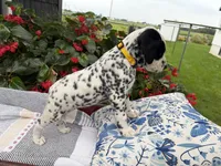 Patches, a female Dalmatian for sale in New Haven, IN – 3 of 3