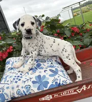 Roxy, a female Dalmatian for sale in New Haven, IN – 3 of 3