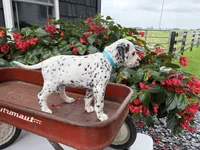Roxy, a female Dalmatian for sale in New Haven, IN – 2 of 3