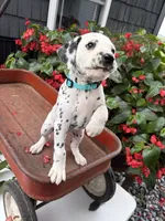 Roxy, a female Dalmatian for sale in New Haven, IN – 1 of 3