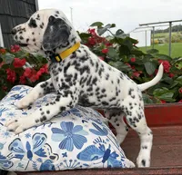 Patches, a female Dalmatian for sale in New Haven, IN – 2 of 3