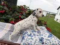 Tinker, a female Dalmatian for sale in New Haven, IN – 2 of 3