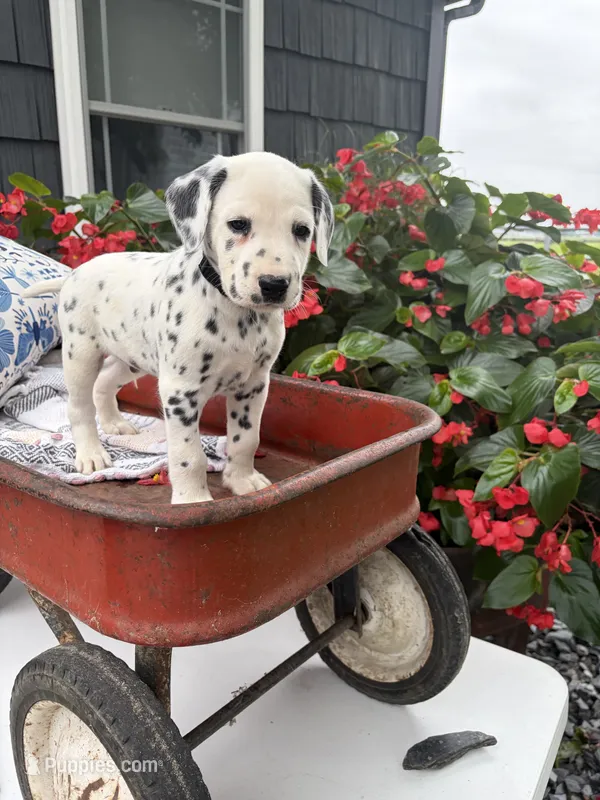 Coal – Dalmatian puppy for sale in New Haven, IN