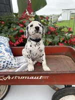 Coal, a male Dalmatian for sale in New Haven, IN – 3 of 3