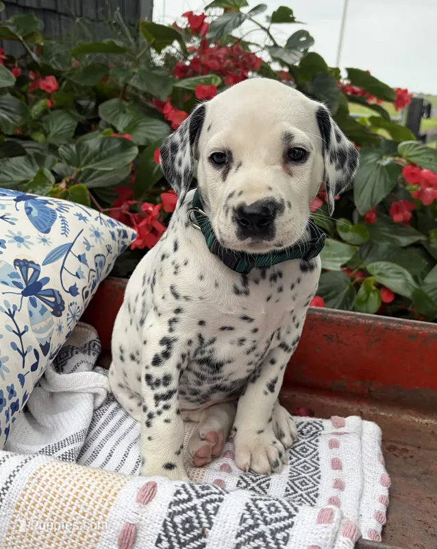 Flower – Dalmatian puppy for sale in New Haven, IN