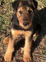 Scrump, a male Airedale Terrier for sale in Mount Carmel, IL – Photo 2 of 6