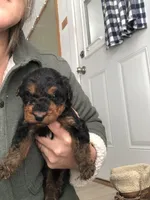 Scrump, a male Airedale Terrier for sale in Mount Carmel, IL – Photo 5 of 6