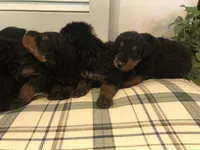 Scrump, a male Airedale Terrier for sale in Mount Carmel, IL – Photo 6 of 6