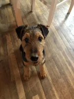 Scrump, a male Airedale Terrier for sale in Mount Carmel, IL – Photo 3 of 6