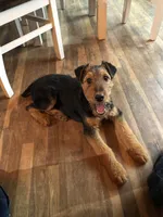 Scrump, a male Airedale Terrier for sale in Mount Carmel, IL – Photo 1 of 6