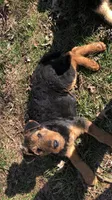 Scrump, a male Airedale Terrier for sale in Mount Carmel, IL – Photo 4 of 6