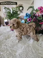 Fluffy, a male Maltipoo for sale in Lancaster, MO – 3 of 5