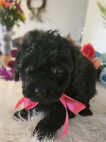 Cocoa, a female Shihpoo for sale in Lancaster, MO – Photo 3 of 6