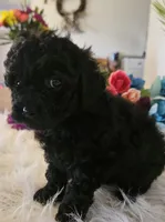 Cocoa, a female Shihpoo for sale in Lancaster, MO – Photo 2 of 6