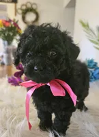 Cocoa, a female Shihpoo for sale in Lancaster, MO – Photo 4 of 6