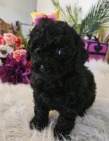 Cocoa, a female Shihpoo for sale in Lancaster, MO – Photo 5 of 6