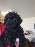 Cocoa, a female Shihpoo for sale in Lancaster, MO – Photo 6 of 6