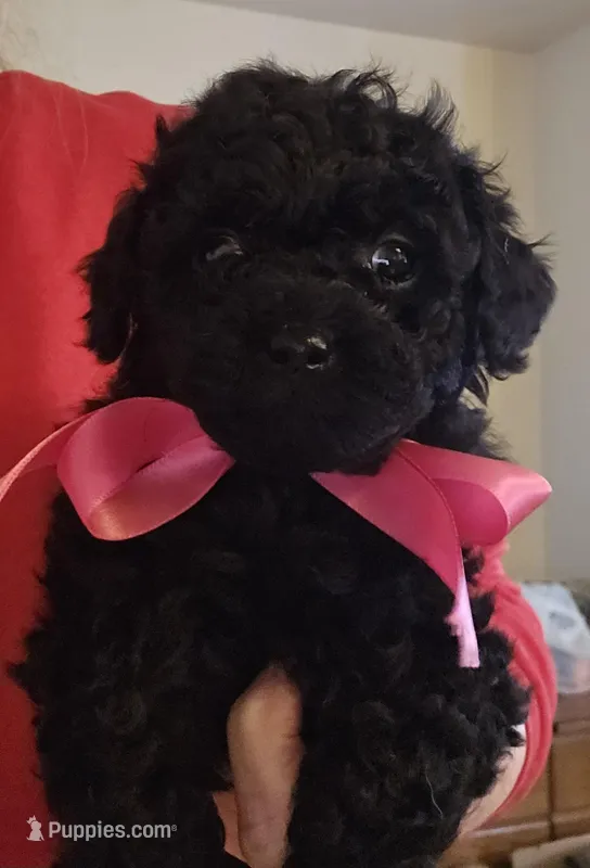 Cocoa, a female Shihpoo for sale in Lancaster, MO – Photo 1 of 6